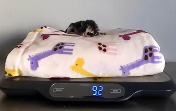 8个月小猫怀孕了怎么办