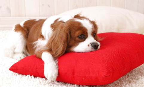 狗狗急性肠胃炎有哪些症状