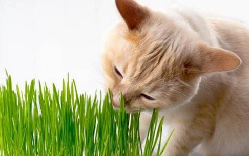 猫没精神总睡觉没食欲躲角落