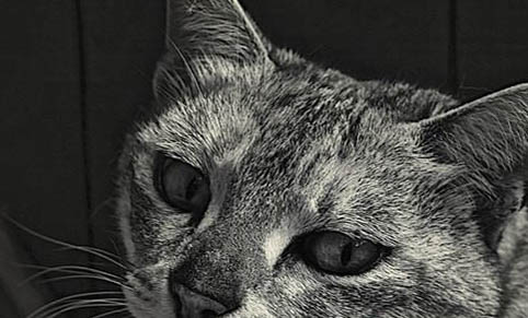 猫咪肠胃不舒服会有什么症状