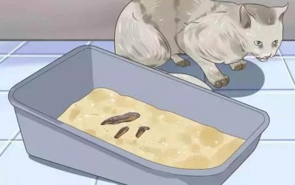 小猫咪多大需要挤肛门腺