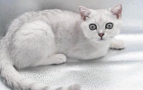 猫耳朵向下是什么原因