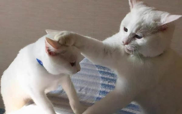 猫咪消炎针有副作用吗