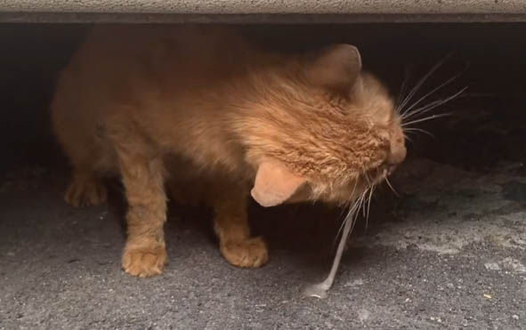 流浪猫被收养后会开心吗