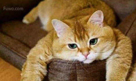 橘猫的眼睛有哪些颜色？