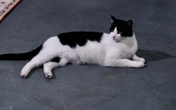 猫咪一直叫还蹭人是怎么回事