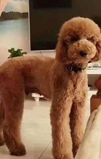 巨贵犬好养么?