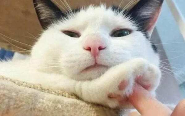 小猫为什么会发出咕噜咕噜的声音