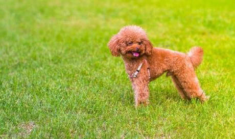 九子秋田犬有哪些狗