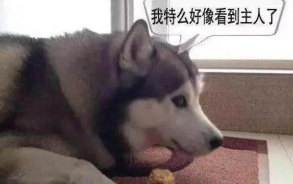 狗狗可以吃全麦面包吗