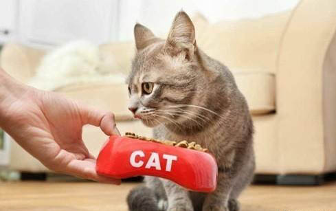 猫咪拉血便便的原因及处理方法