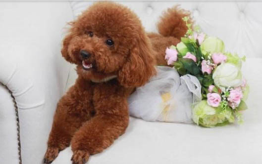 泰迪犬几个月性成熟