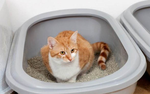 小猫能吃火腿肠吗?