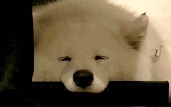 萨摩耶犬和银狐犬如何分辨