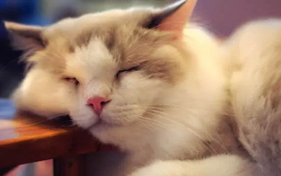 猫咪为什么喜欢钻被窝