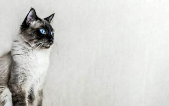 小猫都吃什么水果