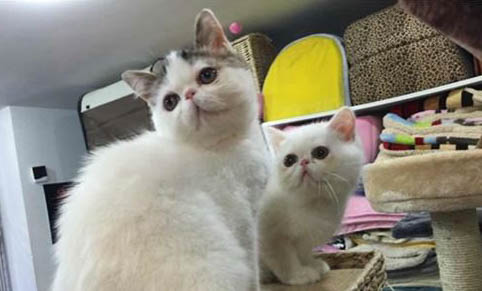 猫咪怀孕期间可以治疗猫癣么