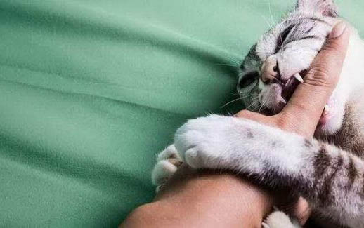 猫咪早期肾衰竭可以治愈吗