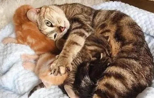 母猫怀孕有哪些症状