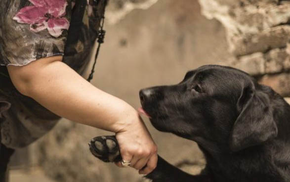 拉布拉多犬的价格一般是多少