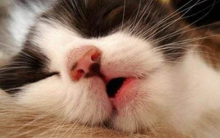 猫咪老吐是胰腺炎