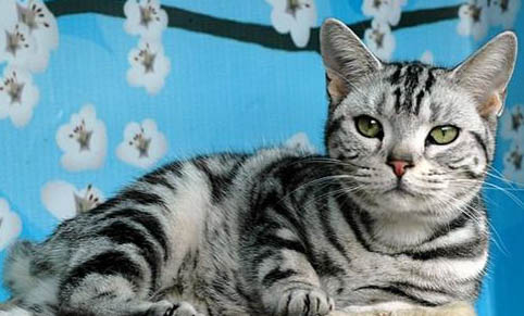 请问猫咪呕吐的原因及处理方法?