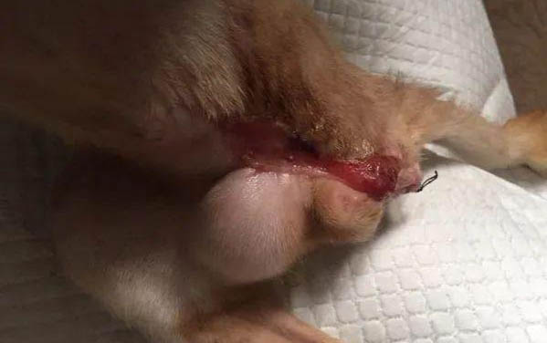 猫咪护食闹叫怎么办啊?
