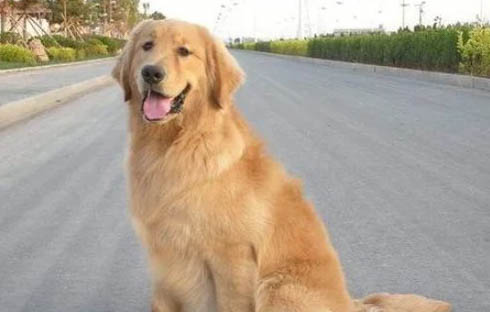 如何训练金毛犬看家