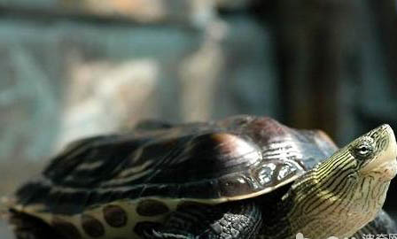 珍珠龟和巴西龟可以一起养吗