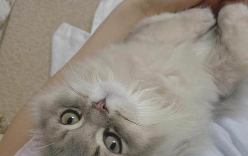 小猫可以用开塞露吗