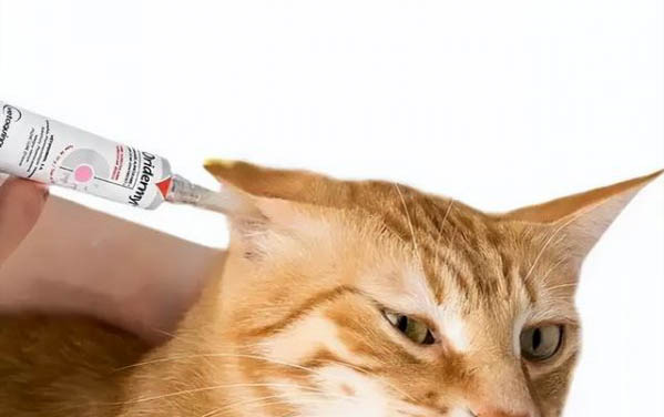 小猫为什么会流眼泪有眼屎