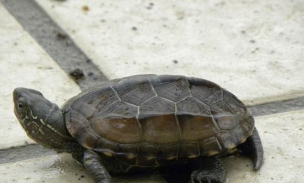 中华花龟是几级保护动物