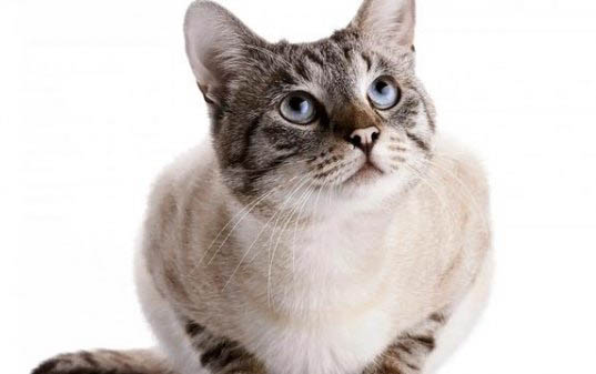 猫咪卵磷脂吃多了会怎么样