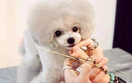 为什么不让狗狗咬脚