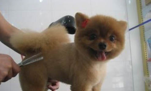 棉花面纱犬哪里有卖