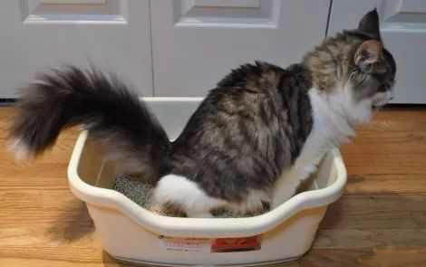 猫咪生产要多久时间