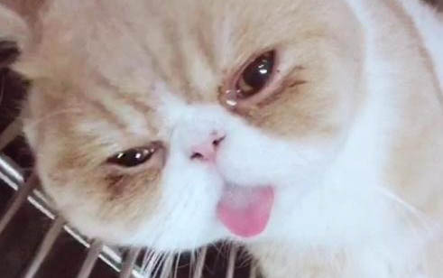 怎么看猫是否下过崽