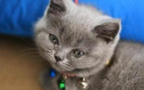 猫咪几个月可以刷牙