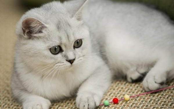 小猫死后怎么处理