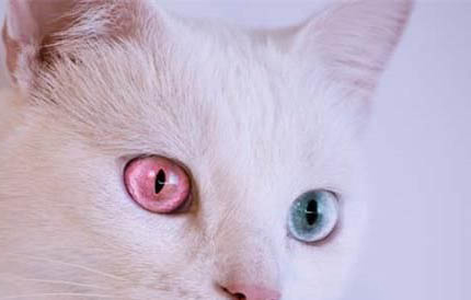 请问猫咪呕吐的原因及处理方法?