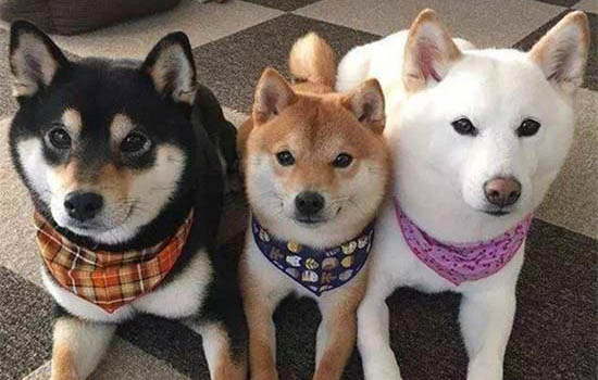 柴犬多少钱一只?可以称之为日本田园犬吗