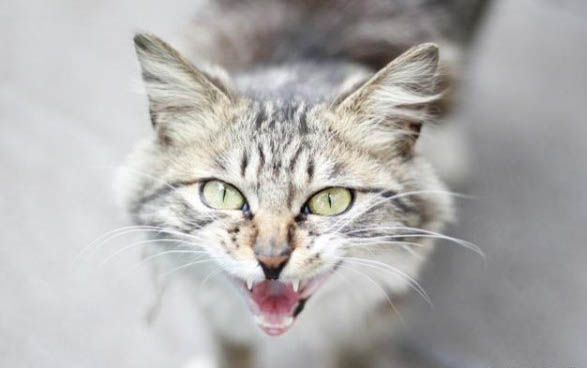 小猫为什么一直流眼泪