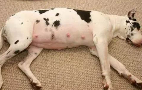 纯母犬几个月可以不用喝羊奶