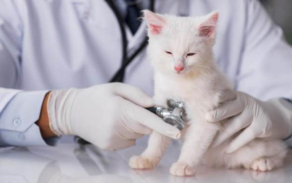 猫咪肠胃炎好转的表现