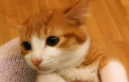 猫咪不舒服时会有哪些表现