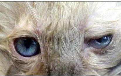 小猫得了猫癣可以打疫苗吗