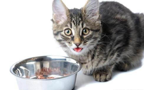 一般多大的小猫可以吃猫粮