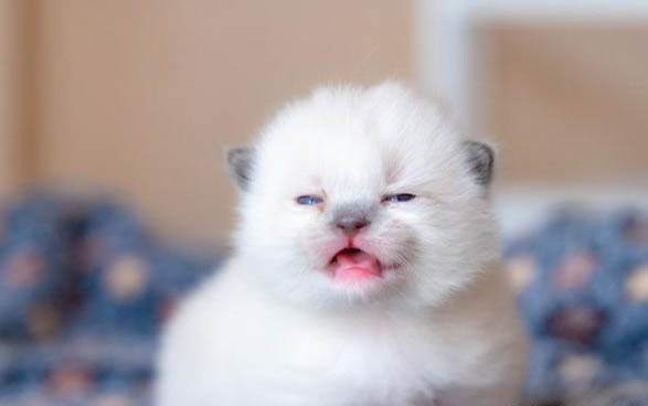 猫咪剃毛的注意事项