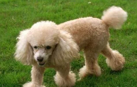 贵宾犬如何养