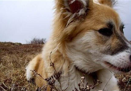 英国古代牧羊犬半夜突然叫是什么原因